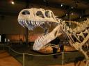 Zum Herbst gehört Regen, also rein in die Dino-Ausstellung
