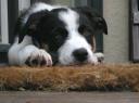 geht man woanders schon zum Chili-out über. Willkommen bei uns, kleiner Hund!