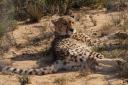 cheeta.jpg