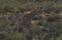 giraffe.jpg