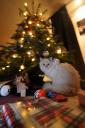 Hmm, mein neuer Kletter-und-Kratz-Baum?