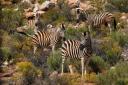 zebra.jpg